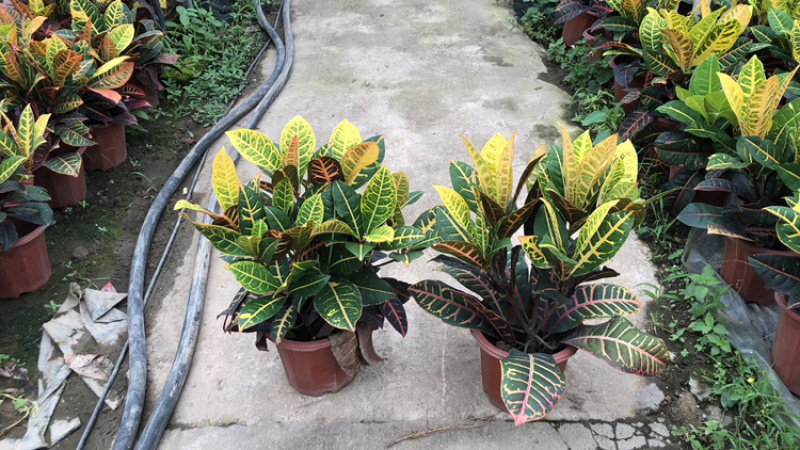 变叶木种植基地，，，，，，，，