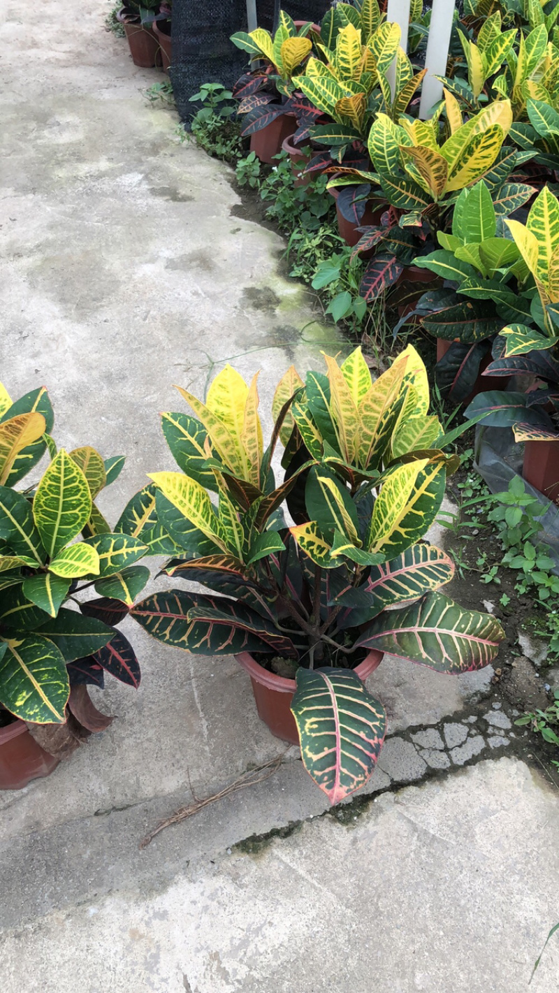 变叶木种植基地，，，，，，，，