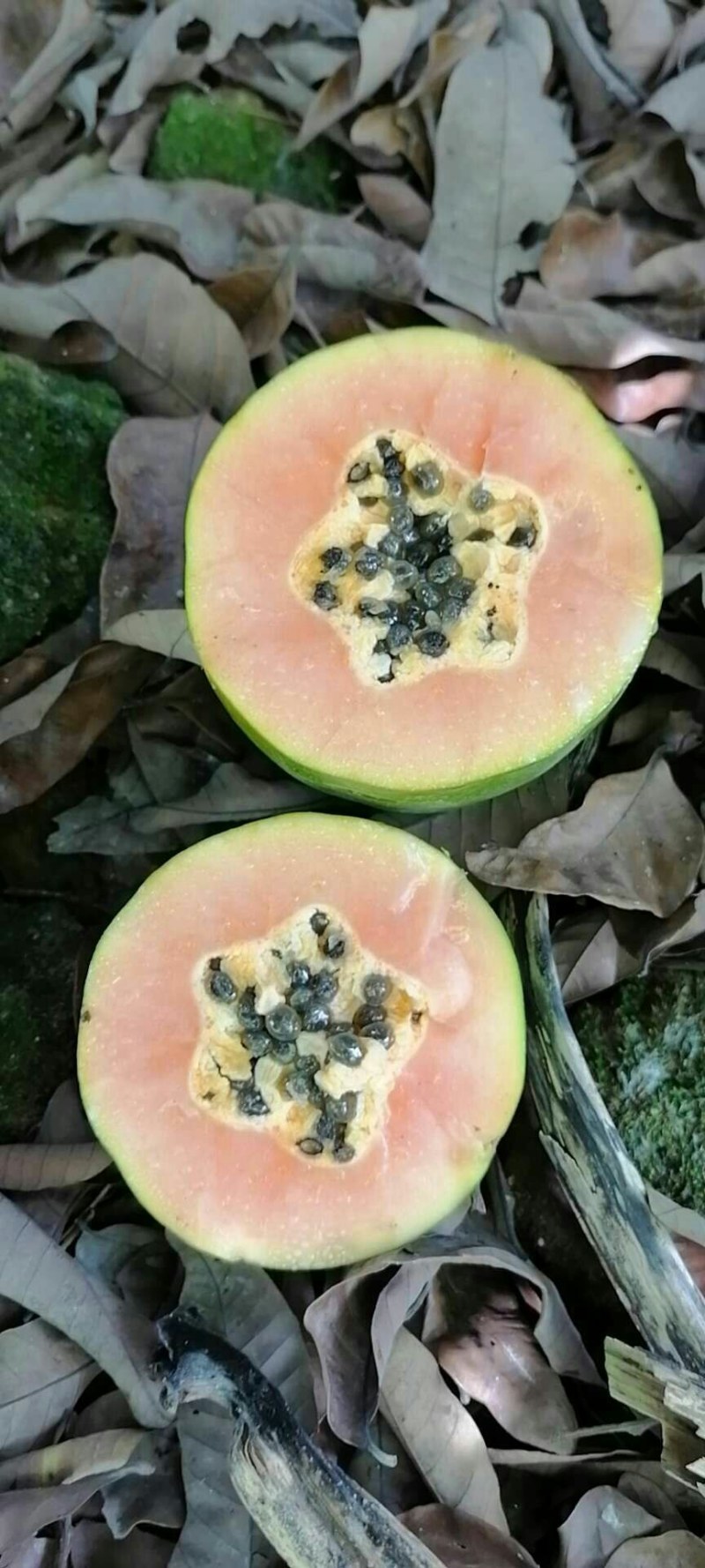 木瓜，中白木瓜，大量供应！