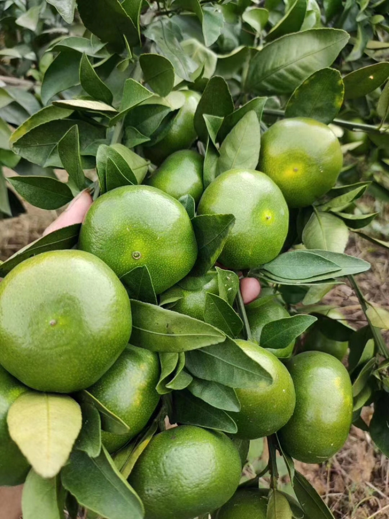 特早蜜桔，大量上市中，欢迎广大老板前来咨询