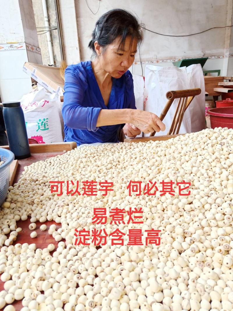 湖南湘壳莲圆粒红莲磨白莲边莲厂家批发诚招代理