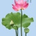 湖南湘壳莲圆粒红莲磨白莲边莲厂家批发诚招代理