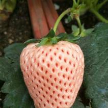 淡雪草莓苗淡雪草莓培育基地山东草莓苗