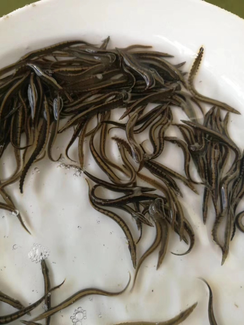 【刀鳅苗】刀鳅鱼苗.刺鳅苗.纳锥苗、规格齐全、保质保量