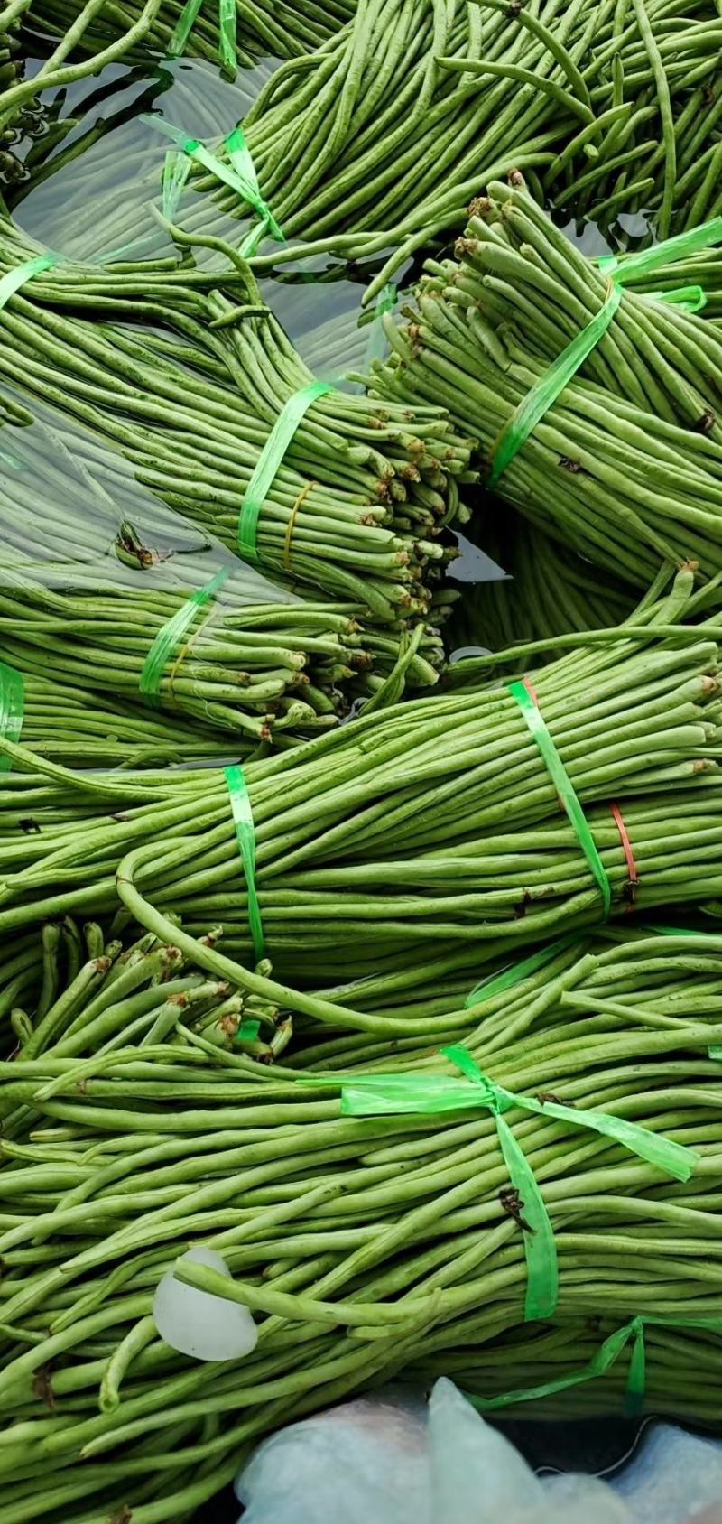 【荐】精品长豆角产地直销商超电商加工厂发货全国