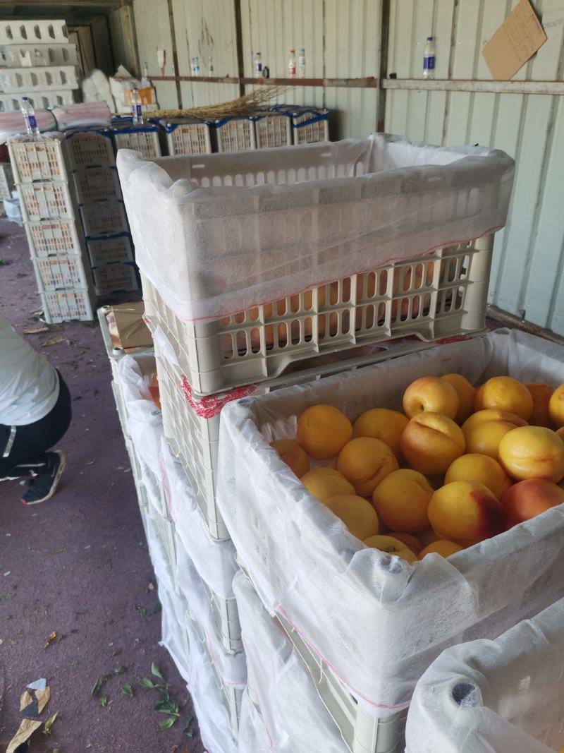 大连黄桃，产地直销，脆甜