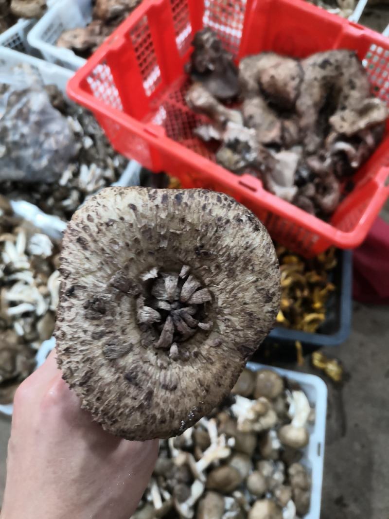 新鲜黑虎掌菌产地一件代发批发顺丰包邮