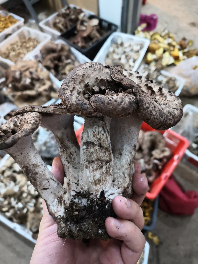 新鲜黑虎掌菌产地一件代发批发顺丰包邮