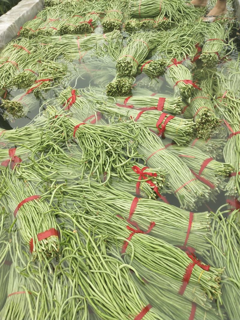 河北石家庄万亩长豆角大量上市，加冰，过水，一条龙服务，