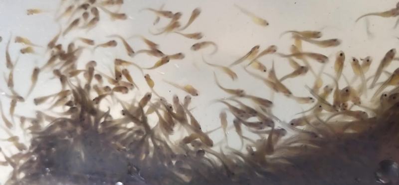 长期供应，货源充足，青竹鲤鱼，青竹，青竹鲩，军鱼苗。。。