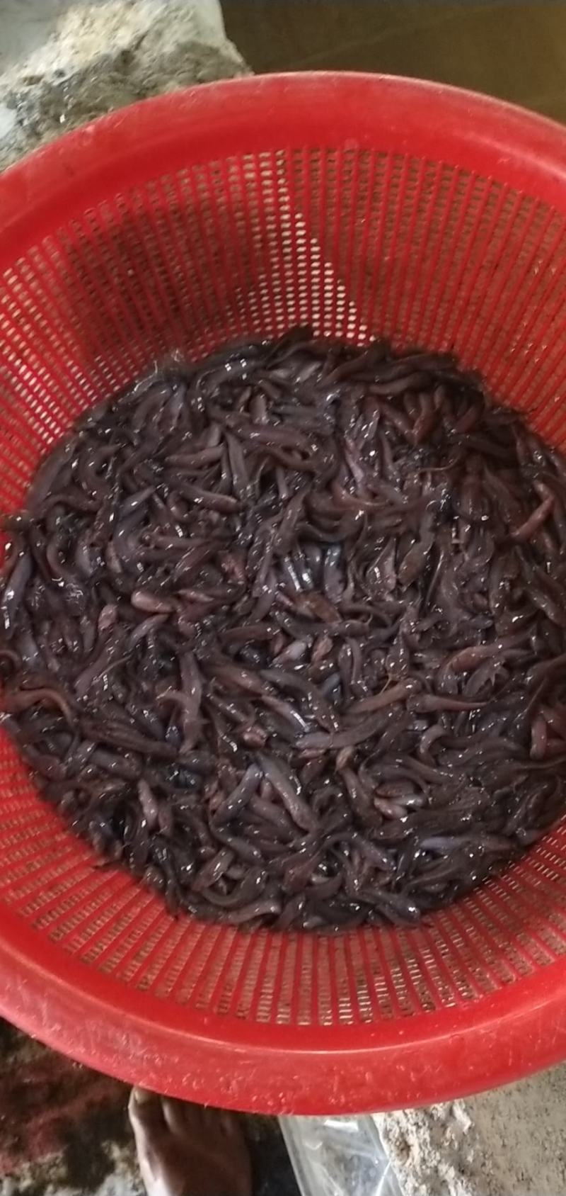 土塘鲺，三黄杂交塘鲺鱼苗