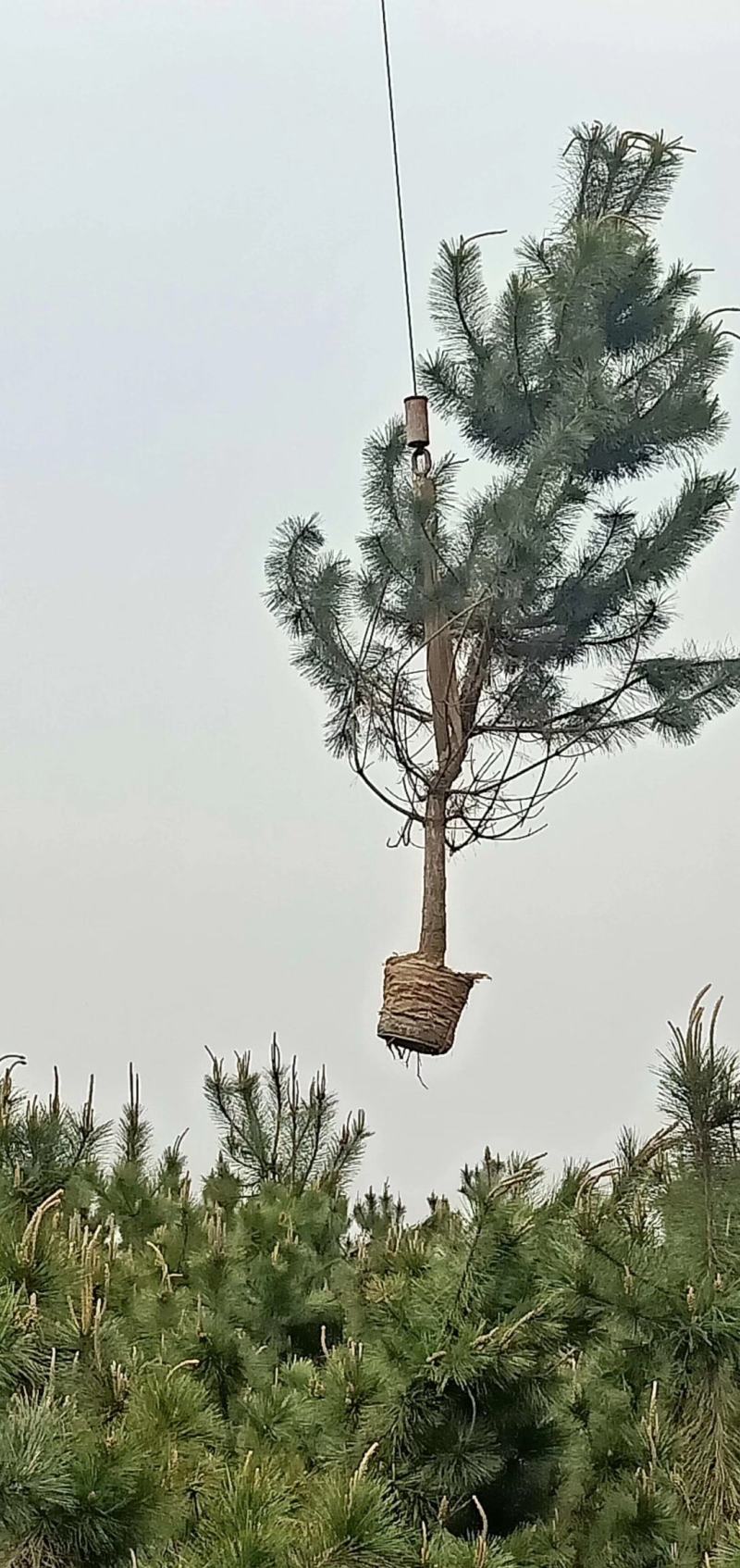 自己苗圃黑松，粗10公分到18公分优质黑松出售