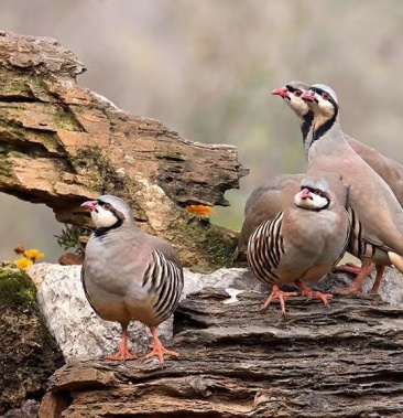 【推荐】鹧鸪尕拉鸡美国鹧鸪，飞龙刚出壳苗红腿鹧鸪苗。