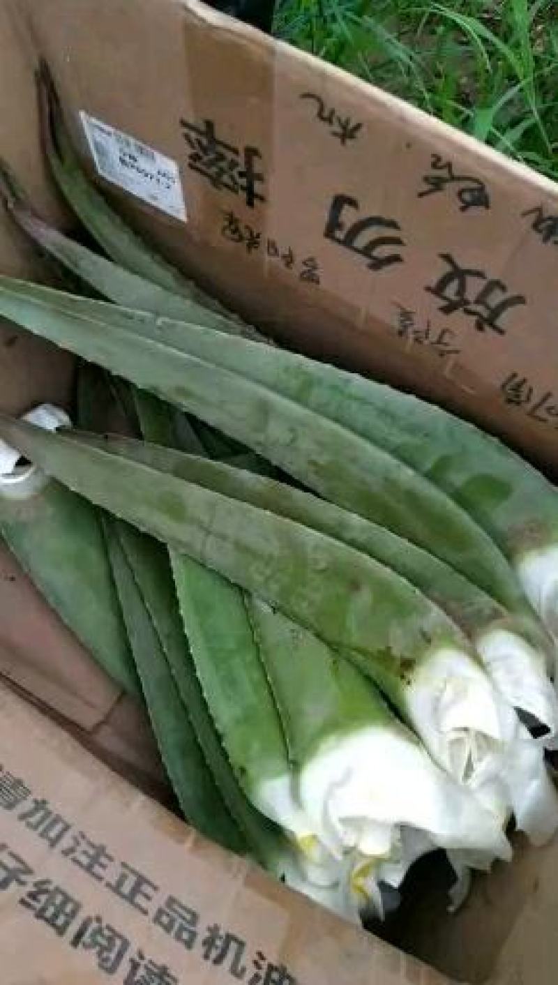 美国库拉索大芦荟，药食同源美容养颜欢迎选购
