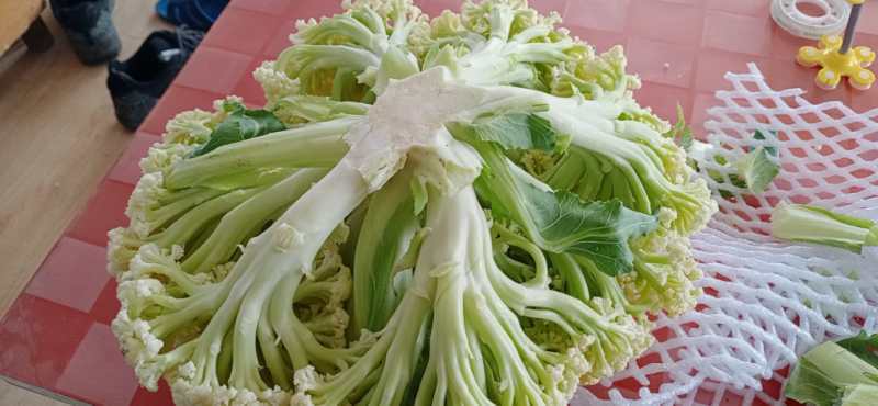 加工厂有机花菜，商品有机菜花，长期大量供应