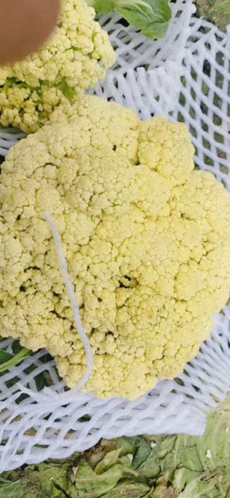 加工厂有机花菜，商品有机菜花，长期大量供应