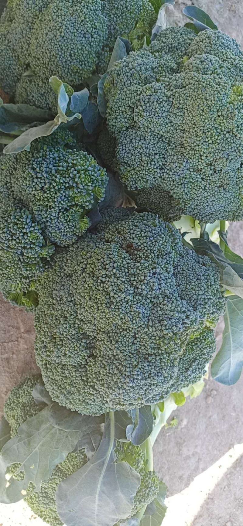 加工厂西兰花，长期大量供应，全国各地西兰花，代发全国