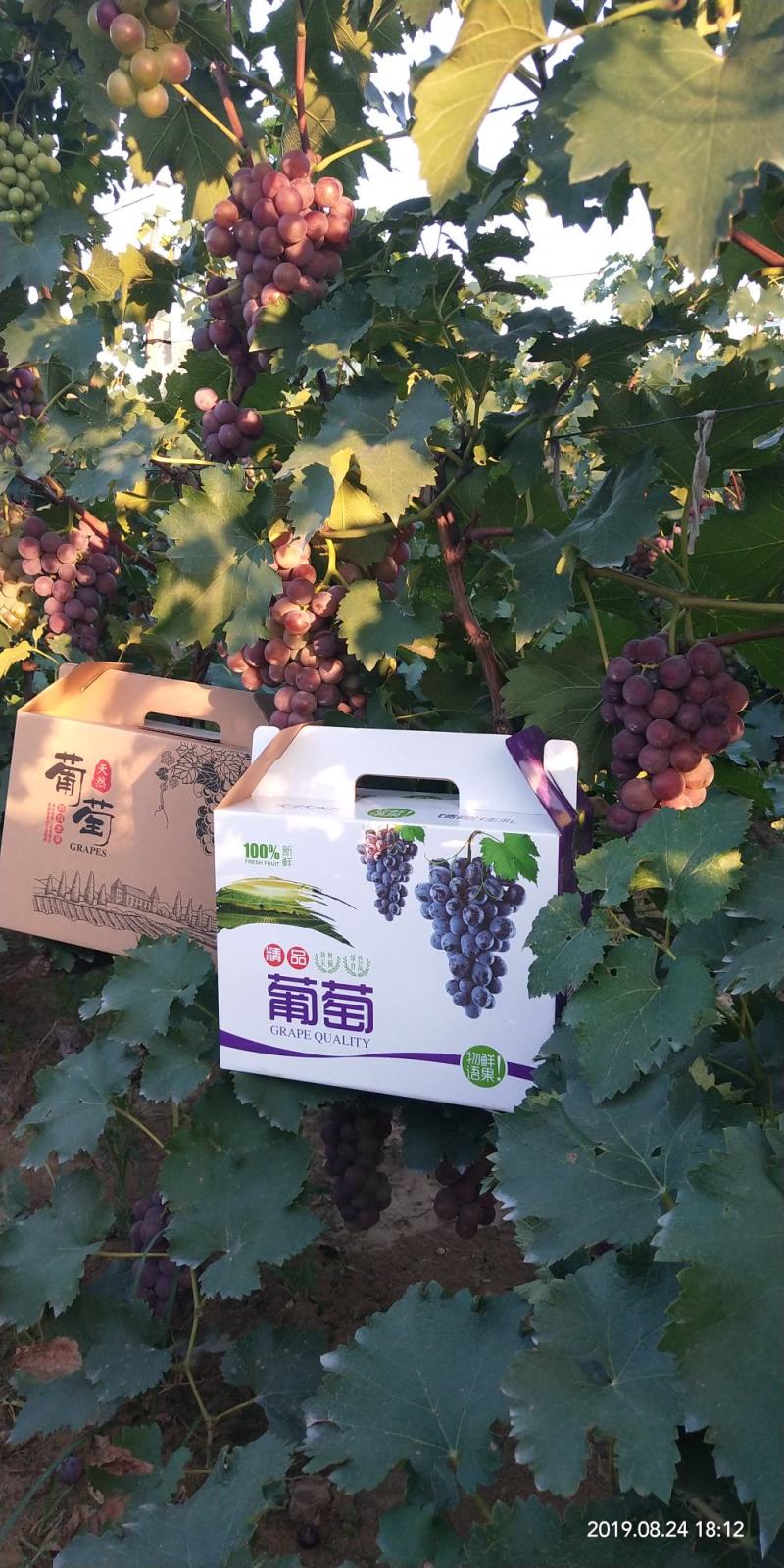 巨峰葡萄5%以下1~2斤