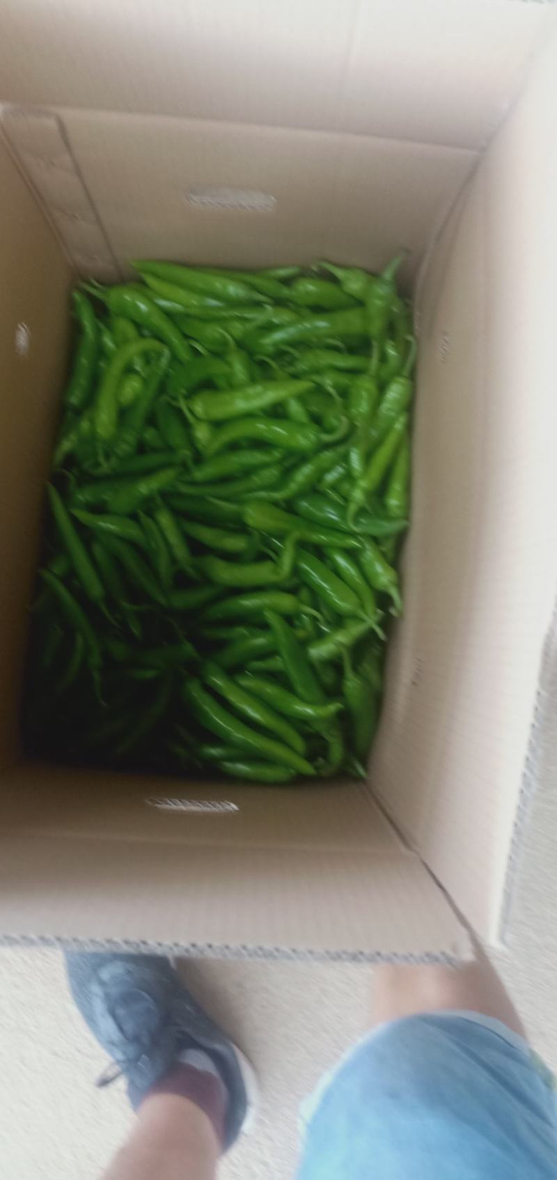 产地直销【小米椒，线椒，美人椒，螺丝椒，杭椒】大量上市。