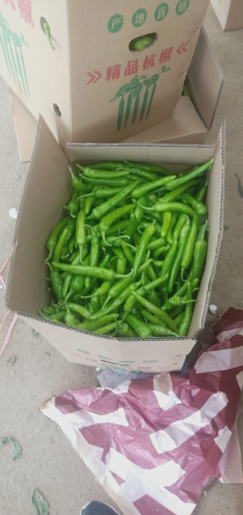 产地直销【小米椒，线椒，美人椒，螺丝椒，杭椒】大量上市。