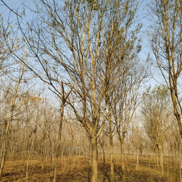 银杏之乡基地直供国槐、白蜡等