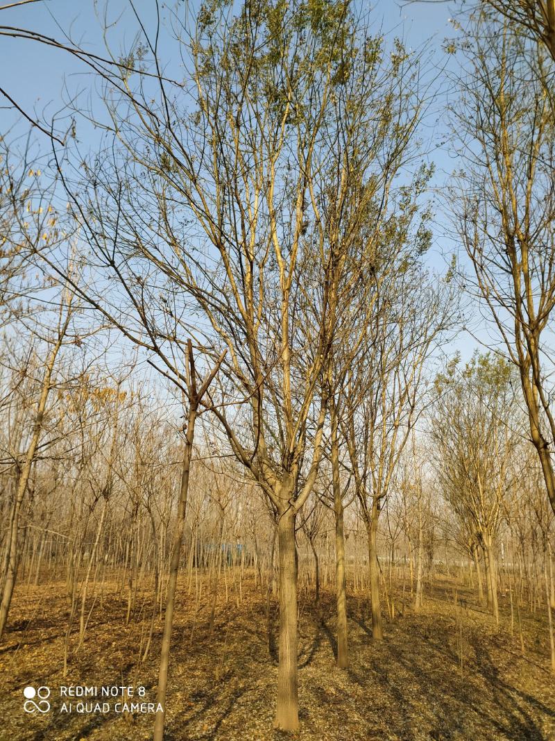 银杏之乡基地直供国槐、白蜡等