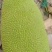 30-35斤53海南菠萝蜜一件代价格优惠质量保证，
