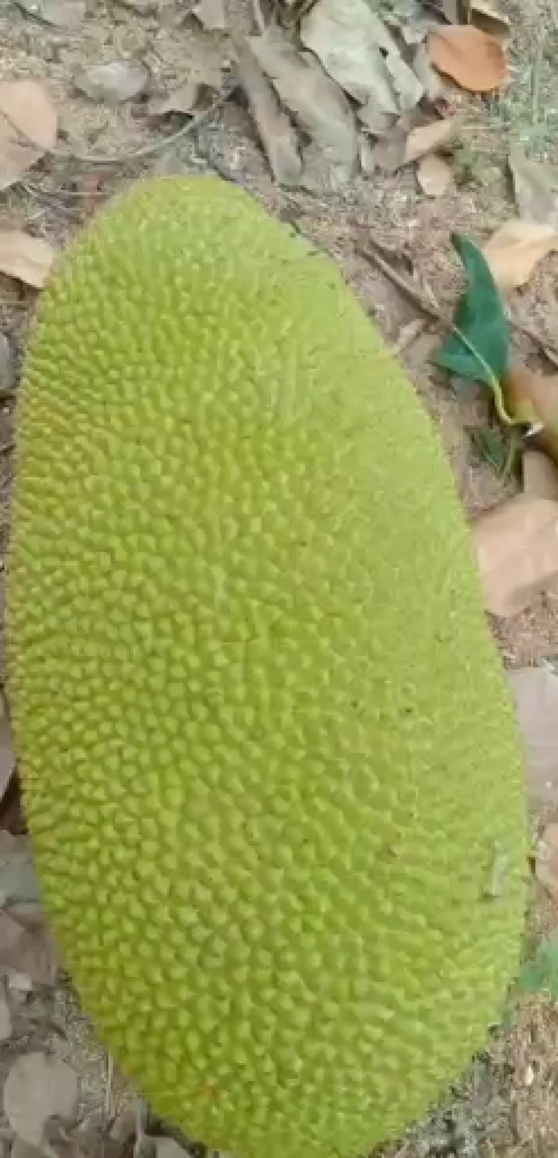 30-35斤53海南菠萝蜜一件代价格优惠质量保证，