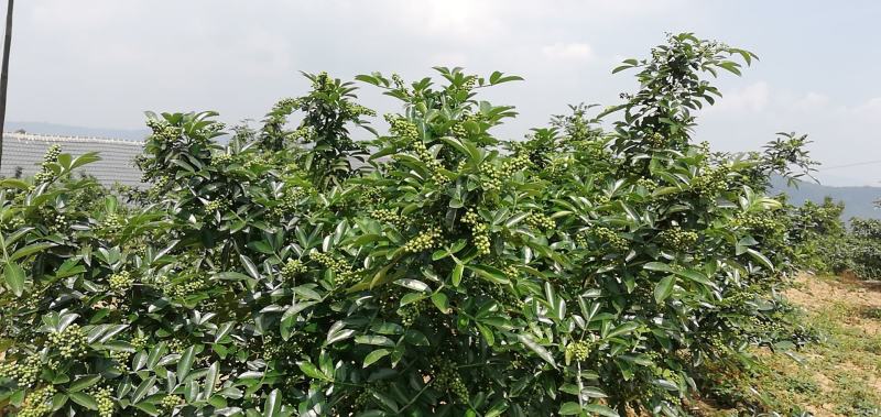 （基地直供）青花椒干鲜都有，常年供货，批发零售。