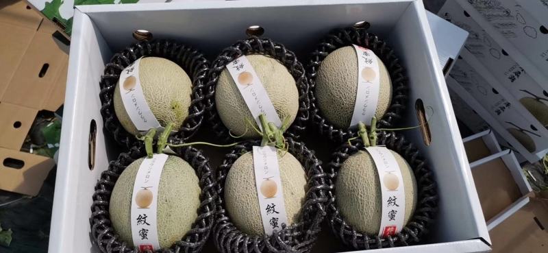 海南网纹瓜一级5粒6粒装，公司订单，寻找长年合作诚信老板