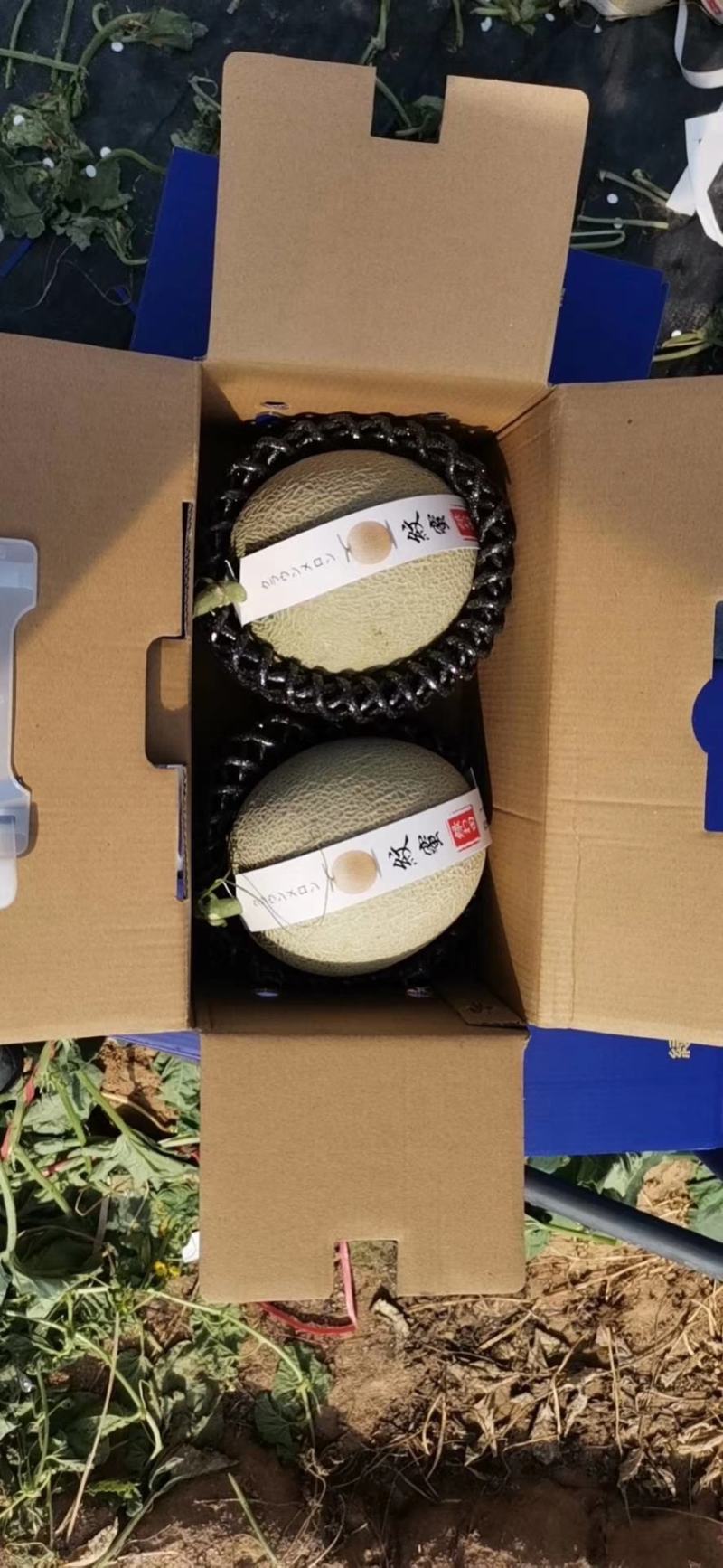 海南网纹瓜一级5粒6粒装，公司订单，寻找长年合作诚信老板