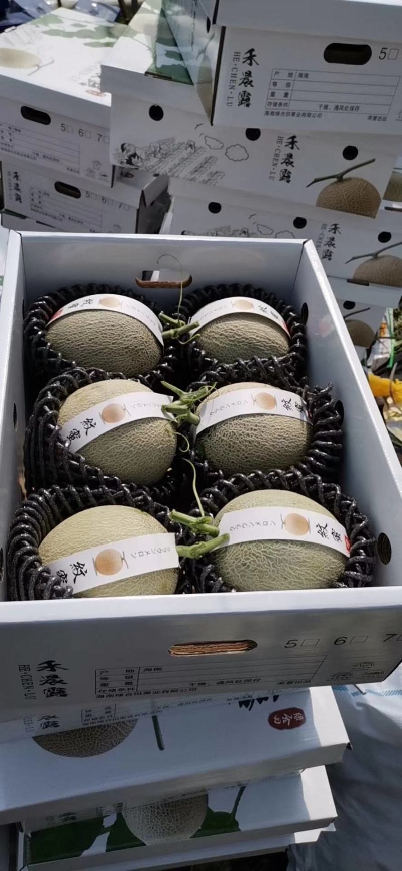海南网纹瓜一级5粒6粒装，公司订单，寻找长年合作诚信老板