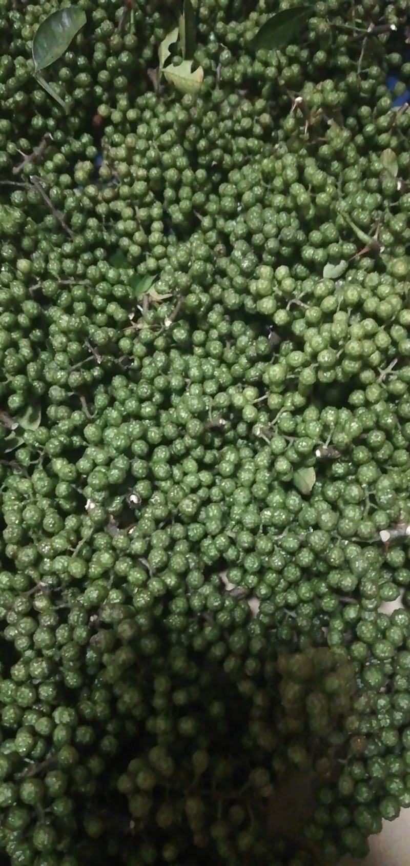 九叶青花椒基地销售，品质保证