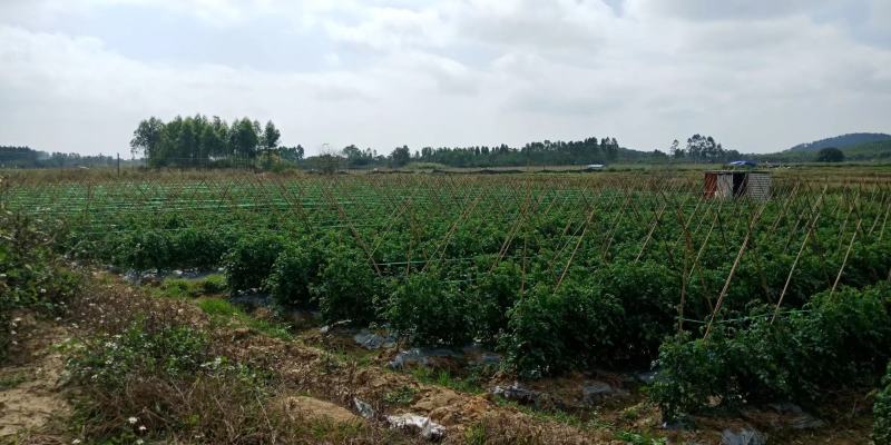 电白区圣田正宗千禧圣女果苗