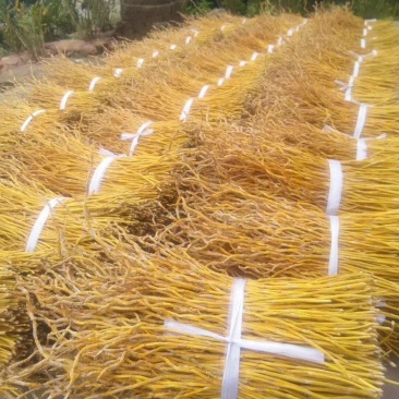 夹江叠鞘石斛基地批发