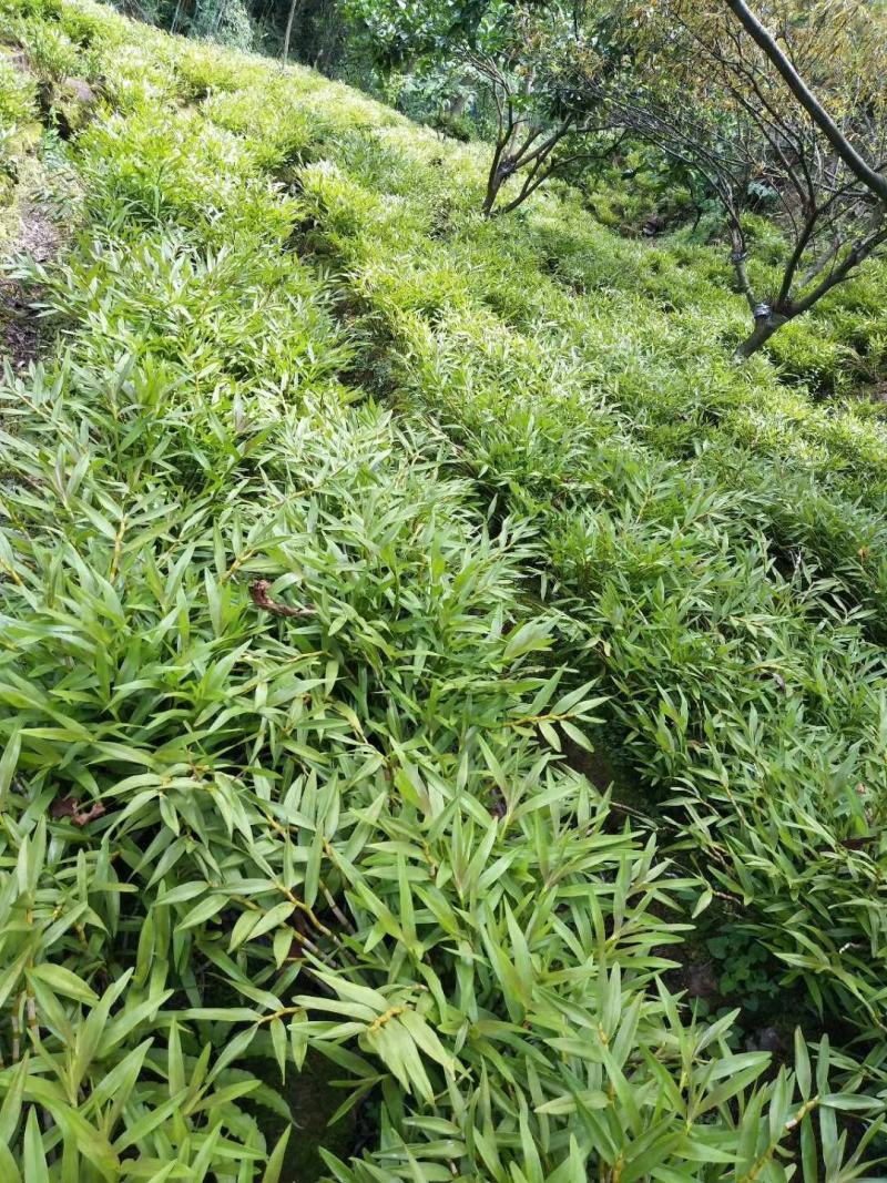 夹江叠鞘石斛基地批发