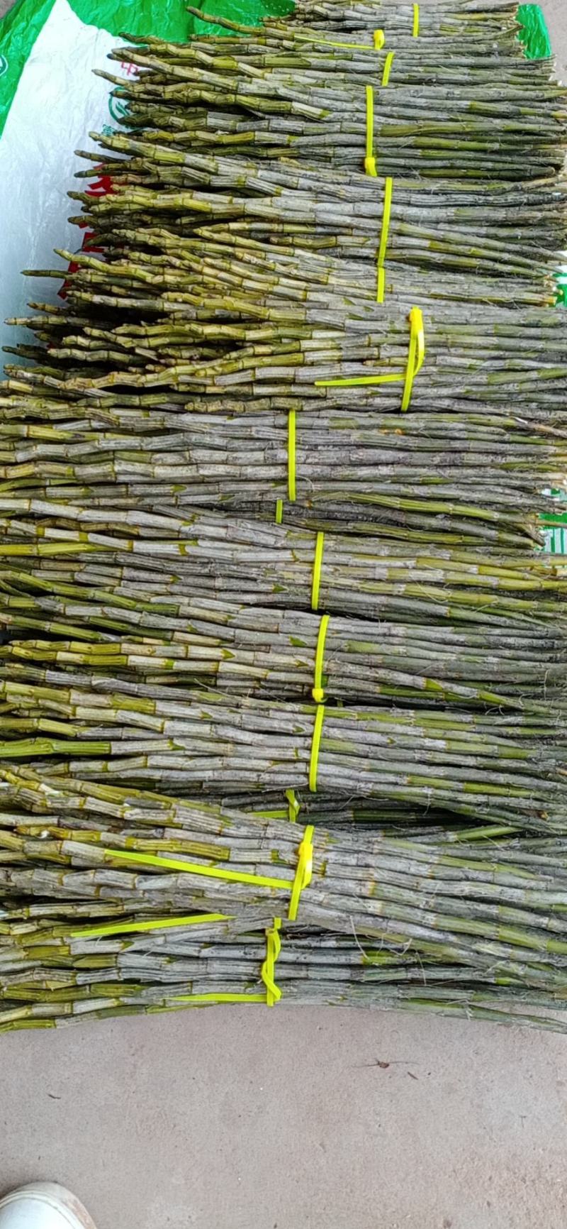 夹江叠鞘石斛基地批发