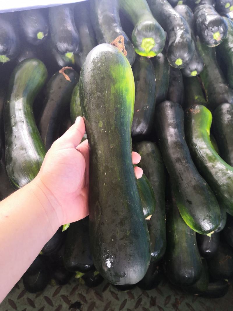 河南菜南瓜条形好颜色亮产地直发货源充足欢迎来电订购