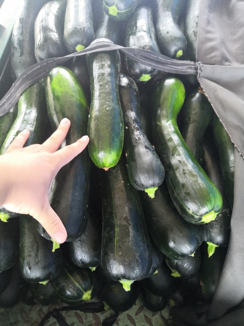 河南菜南瓜条形好颜色亮产地直发货源充足欢迎来电订购