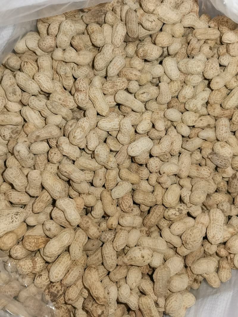 水煮咸干花生.饱满漂亮