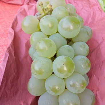 湖北恩施富硒关口葡萄