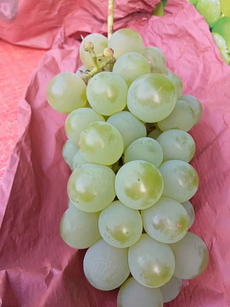 湖北恩施富硒关口葡萄