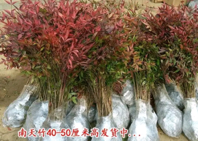 南天竹耐寒能力强成活率高一年四季不落叶欢迎够买