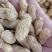 河南商丘，鲁花8，鲜花生，大量上市中，基地供货，代发全国