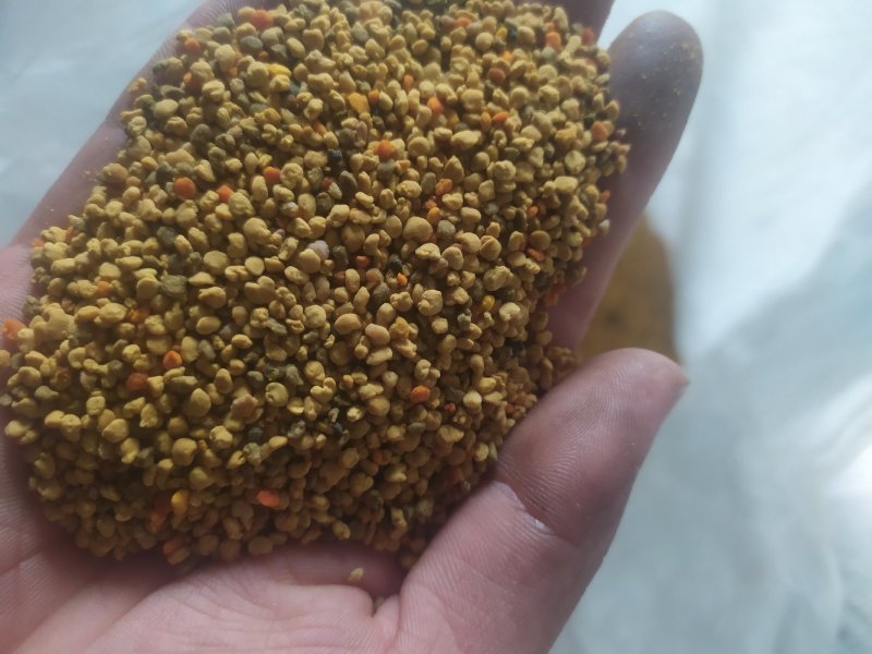 青海油菜杂花粉满5斤包邮