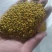 青海油菜杂花粉满5斤包邮