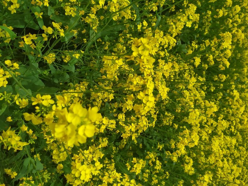 青海油菜杂花粉满5斤包邮