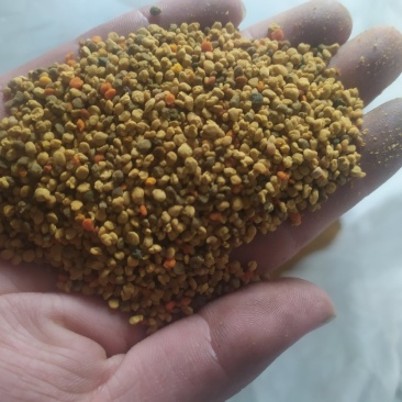 青海油菜杂花粉满5斤包邮