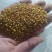 青海油菜杂花粉满5斤包邮