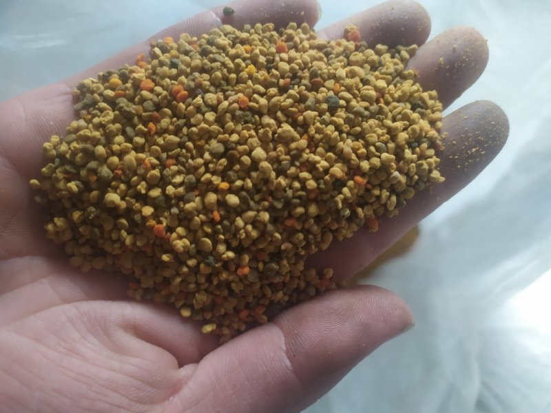 青海油菜杂花粉满5斤包邮